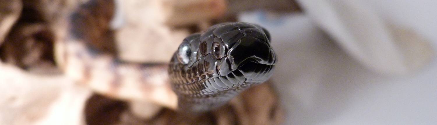 Aspidites-melanocephalus-bhp-python-à-tête-noire-black-headed-reptile-queensland-