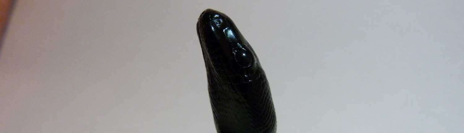 Aspidites-melanocephalus-bhp-python-à-tête-noire-black-headed-reptile-queensland-qld-