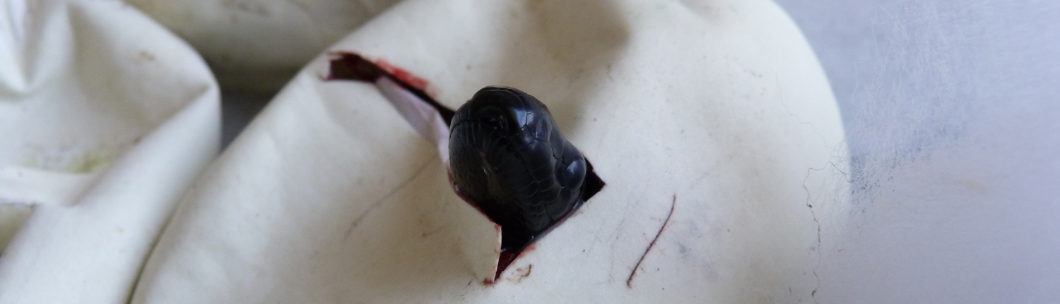 Aspidites-melanocephalus-bhp-python-à-tête-noire-black-headed-reptile-queensland-qld-3