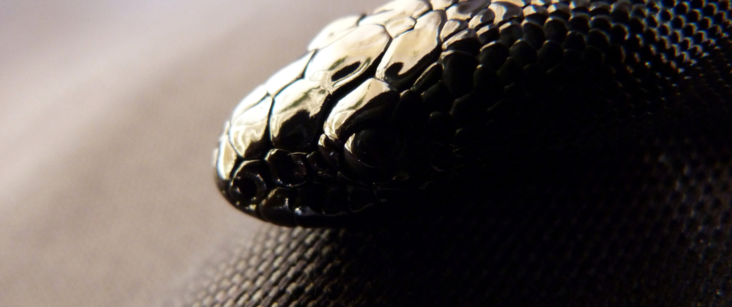 aspidites-melanocephalus-python-à-tête-noire-black-headed-reptile-serpent-queensland-BHP-