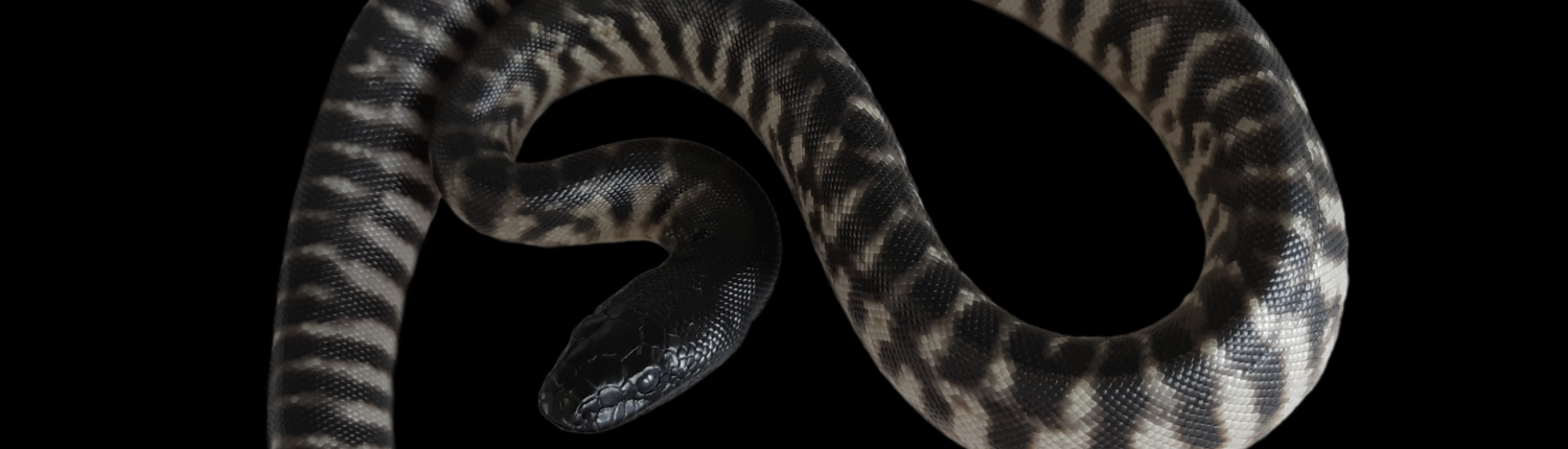 Aspidites-melanocephalus-black-head-python-queensland-bhp-snake